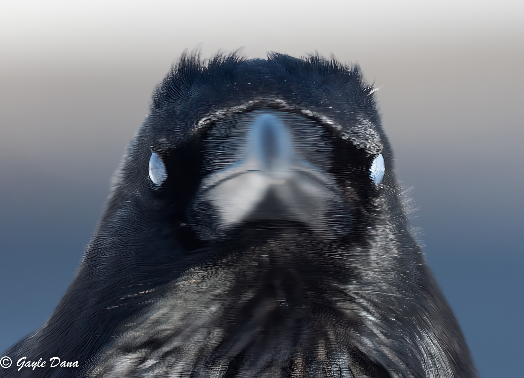 Raven front head with full eye membrane